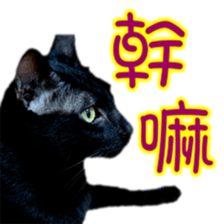 Cute cat routines and daily sticker #15680301