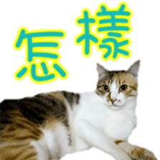 Cute cat routines and daily sticker #15680302