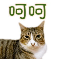 Cute cat routines and daily sticker #15680303