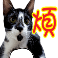 Cute cat routines and daily sticker #15680304