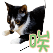 Cute cat routines and daily sticker #15680305