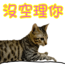 Cute cat routines and daily sticker #15680306
