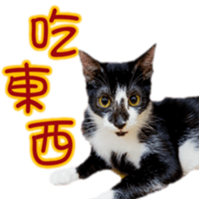 Cute cat routines and daily sticker #15680307