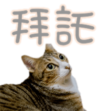 Cute cat routines and daily sticker #15680308