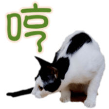 Cute cat routines and daily sticker #15680310
