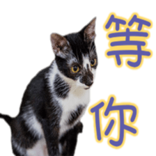 Cute cat routines and daily sticker #15680311