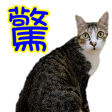 Cute cat routines and daily sticker #15680312