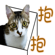 Cute cat routines and daily sticker #15680313