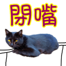 Cute cat routines and daily sticker #15680314