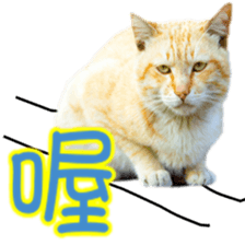 Cute cat routines and daily sticker #15680315