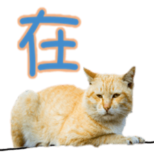 Cute cat routines and daily sticker #15680316