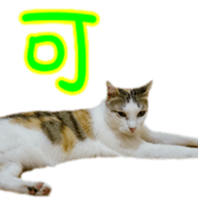 Cute cat routines and daily sticker #15680317
