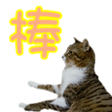 Cute cat routines and daily sticker #15680318