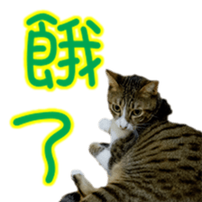 Cute cat routines and daily sticker #15680319