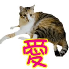 Cute cat routines and daily sticker #15680321