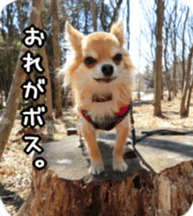 Sticker of Cereza13 sticker #15681620