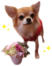 Sticker of Cereza13 sticker #15681648