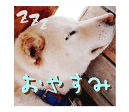 The taniguchis dog sticker #15681820