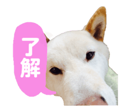 The taniguchis dog sticker #15681823