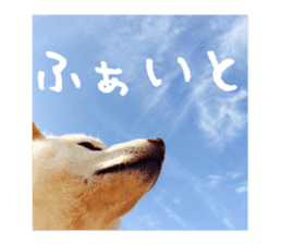 The taniguchis dog sticker #15681824