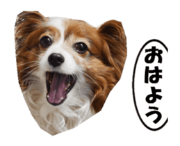 active dog papy sticker #15689090