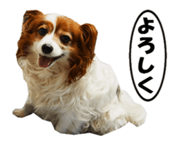 active dog papy sticker #15689101