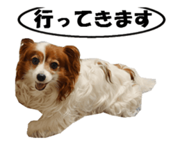 active dog papy sticker #15689102