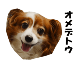 active dog papy sticker #15689105