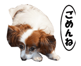 active dog papy sticker #15689109