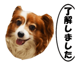 active dog papy sticker #15689110