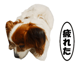 active dog papy sticker #15689111
