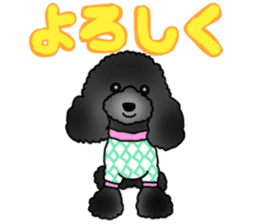 COO-chan 2 : Black Toy Poodle sticker #15690266