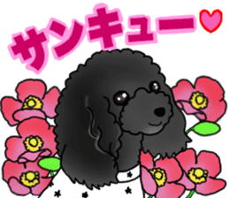 COO-chan 2 : Black Toy Poodle sticker #15690269