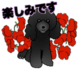 COO-chan 2 : Black Toy Poodle sticker #15690270