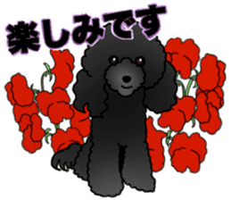 COO-chan 2 : Black Toy Poodle sticker #15690270