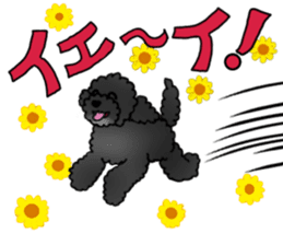 COO-chan 2 : Black Toy Poodle sticker #15690275