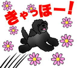 COO-chan 2 : Black Toy Poodle sticker #15690276