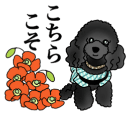 COO-chan 2 : Black Toy Poodle sticker #15690278
