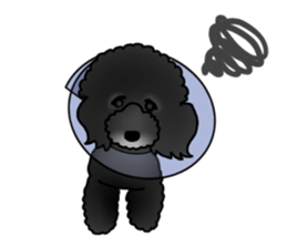 COO-chan 2 : Black Toy Poodle sticker #15690281