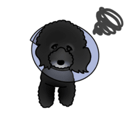 COO-chan 2 : Black Toy Poodle sticker #15690281