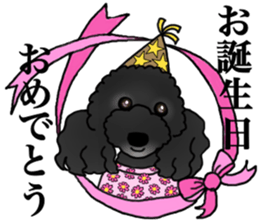 COO-chan 2 : Black Toy Poodle sticker #15690289