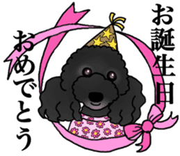 COO-chan 2 : Black Toy Poodle sticker #15690289
