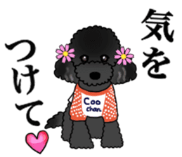 COO-chan 2 : Black Toy Poodle sticker #15690292