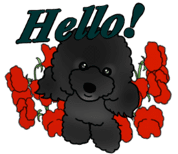 COO-chan 2 : Black Toy Poodle sticker #15690299