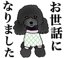 COO-chan 2 : Black Toy Poodle sticker #15690301