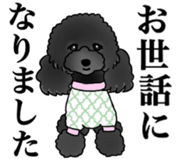 COO-chan 2 : Black Toy Poodle sticker #15690301