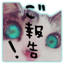 pretty cat blue eye sticker #15696619