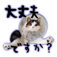 pretty cat blue eye sticker #15696620