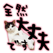 pretty cat blue eye sticker #15696621