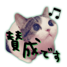 pretty cat blue eye sticker #15696622